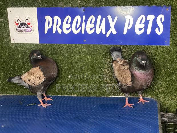 A Pair of Modena Pigeons · Photo 1