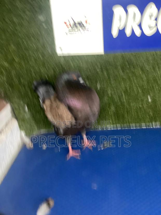 Modena Pigeons · Photo 2