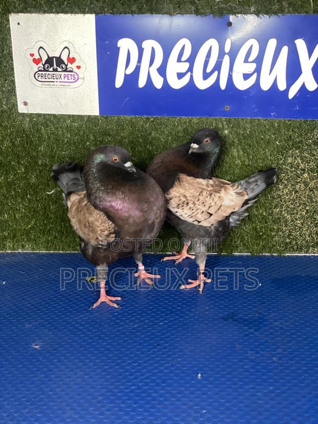 Modena Pigeons · Photo 5