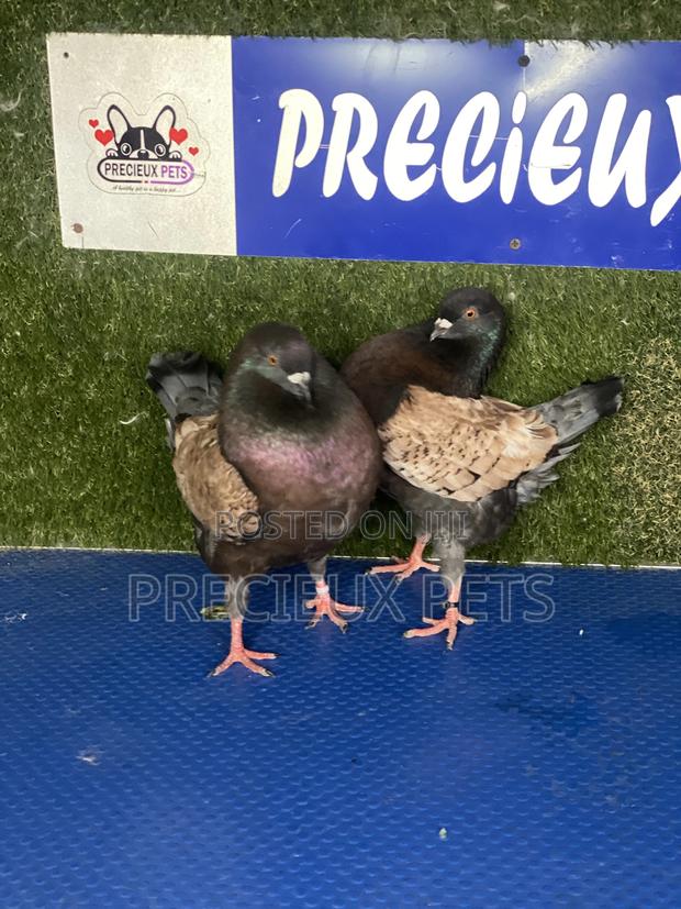 Modena Pigeons · Photo 4