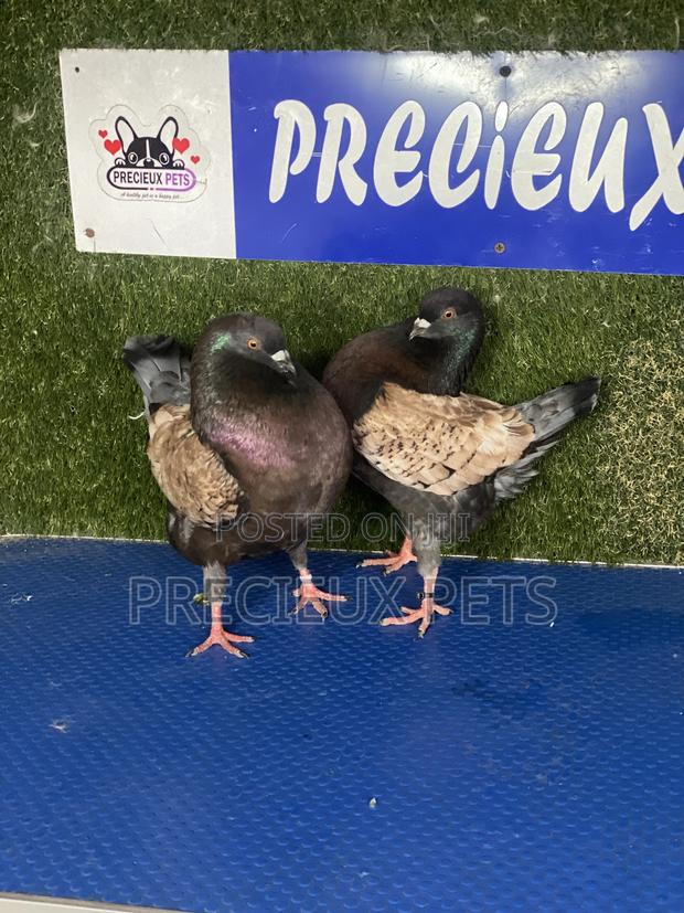 Modena Pigeons · Photo 6