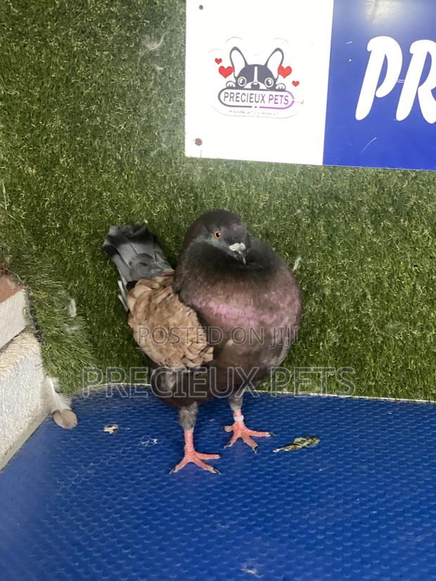 Modena Pigeons · Photo 1