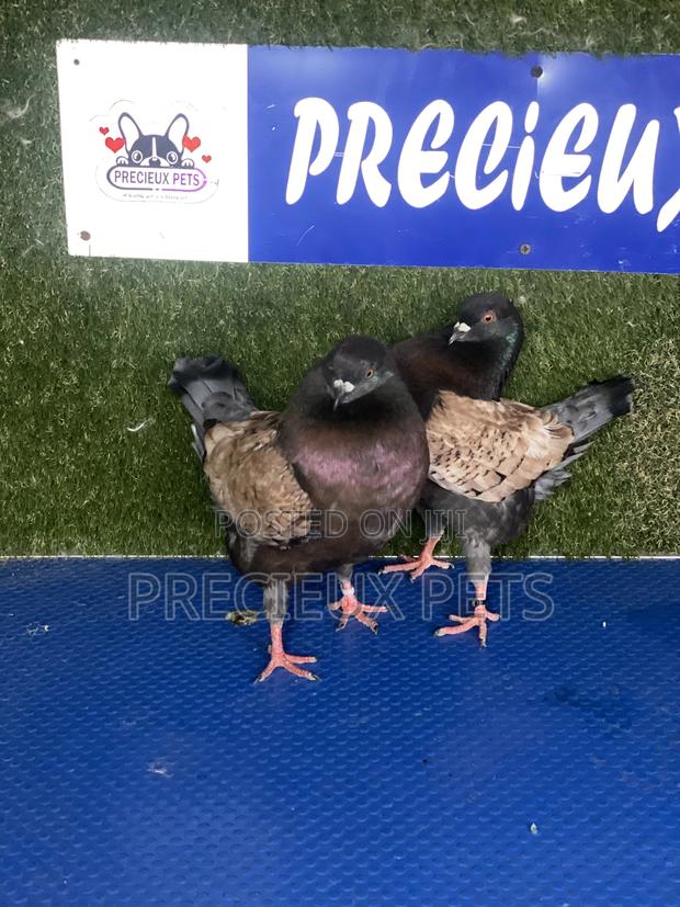 Modena Pigeons · Photo 3