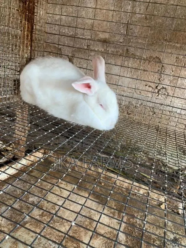 Rabbit For Sale · Photo 1