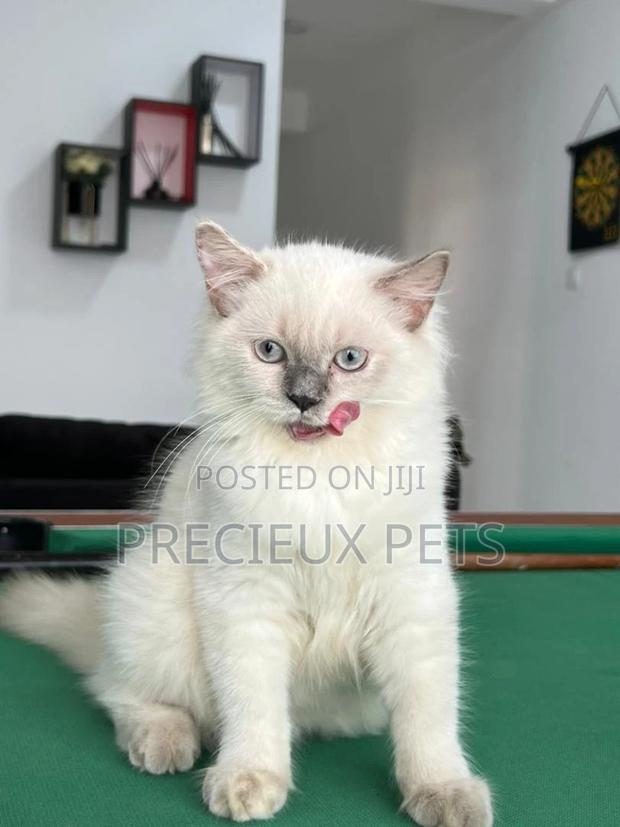 1-3 months Female Purebred British Shorthair · Photo 1