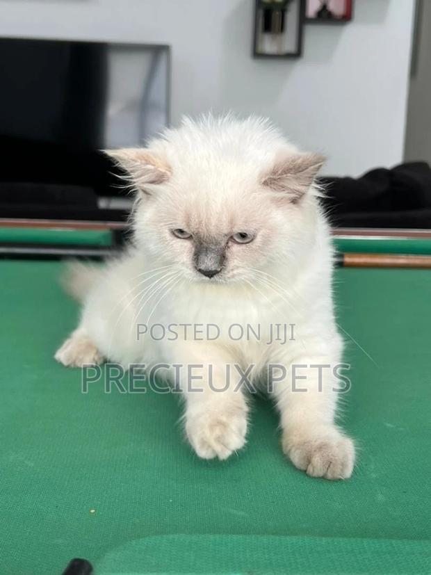 1-3 months Female Purebred British Shorthair · Photo 2