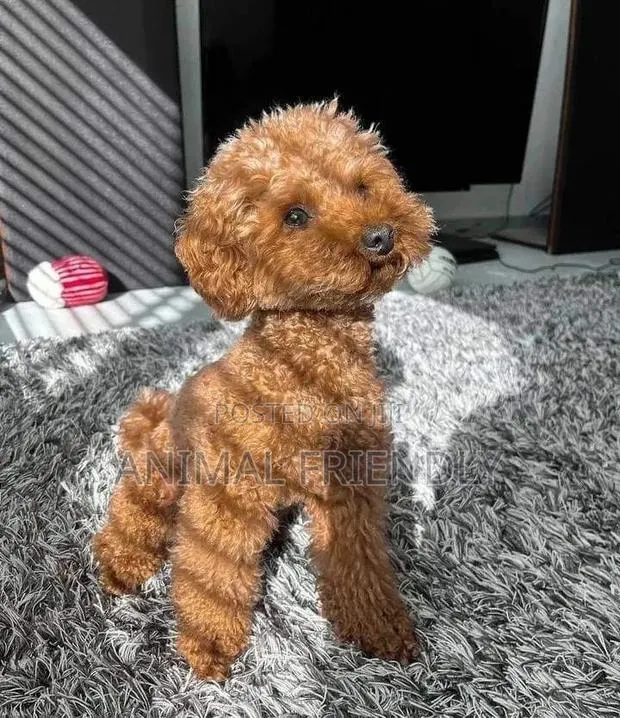 1-3 months Male Purebred Poodle · Photo 1