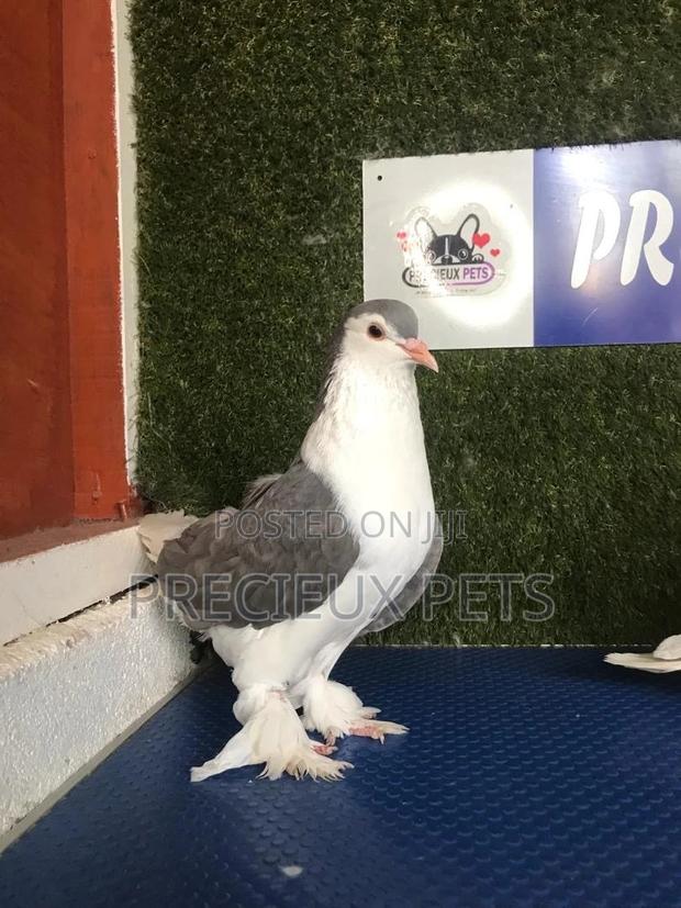 1 Pair Grey Colored Lahore Pigeons · Photo 1