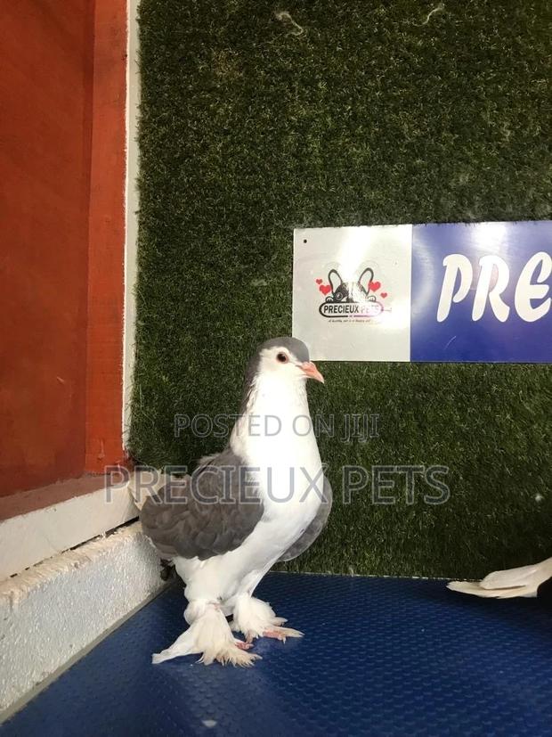 1 Pair Grey Colored Lahore Pigeons · Photo 2