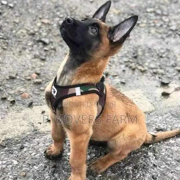 1-3 months Male Purebred Belgian Malinois · Photo 1