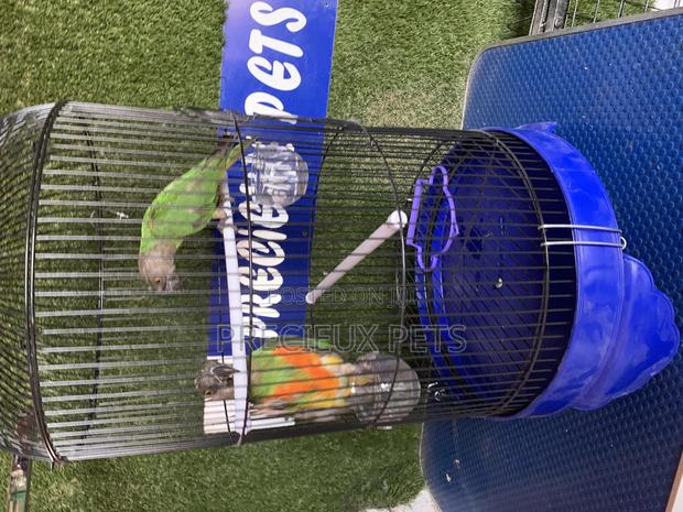 Senegal Parrot Cage Tag 00001 · Photo 3