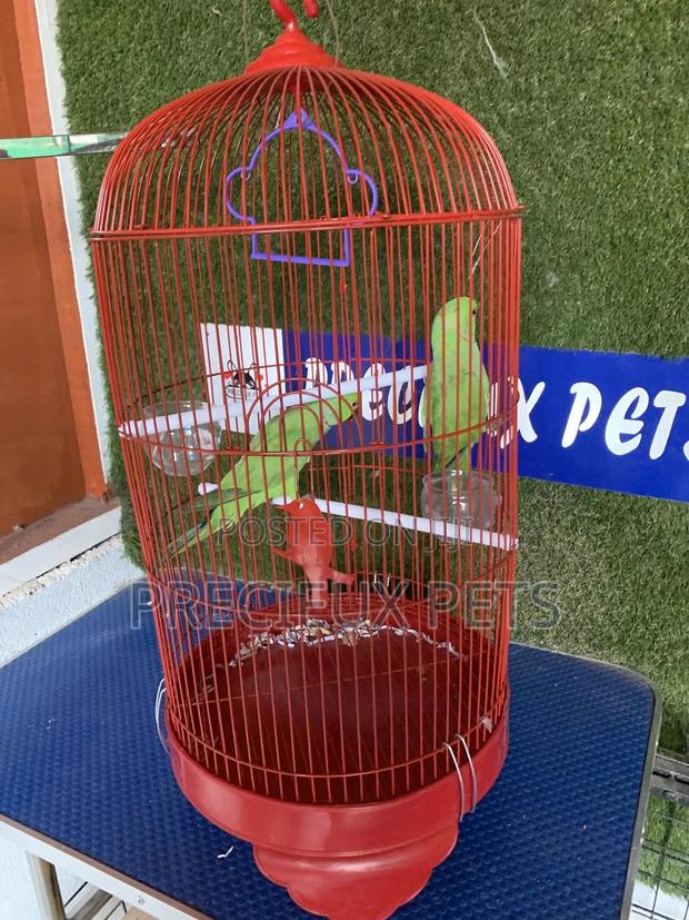 Indian Ringneck Parrot Cage Tag 00002 · Photo 1