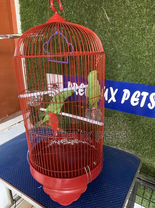 Indian Ringneck Parrot Cage Tag 00002 · Photo 2
