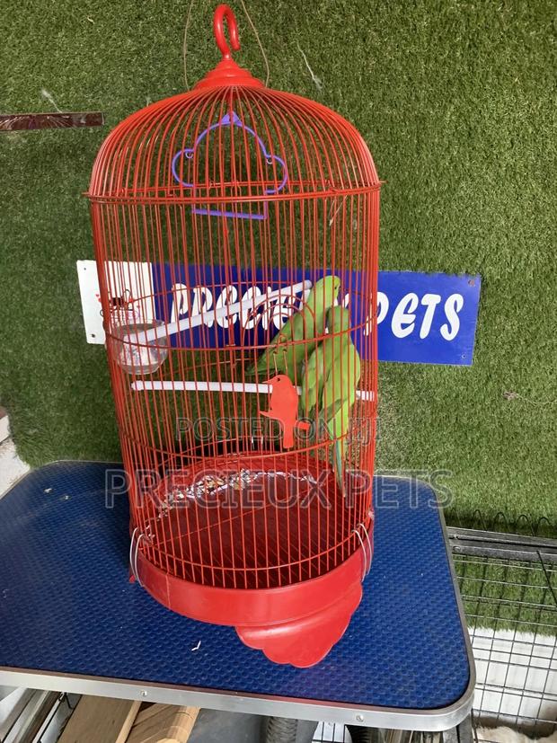 Indian Ringneck Parrot Cage Tag 00002 · Photo 4