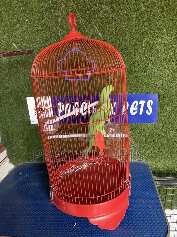 Indian Ringneck Parrot Cage Tag 00002 · Photo 3