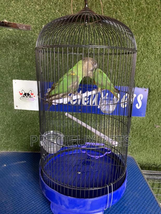 Senegal Parrot Cage Tag 00001 · Photo 2