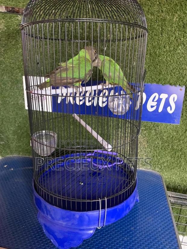 Senegal Parrot Cage Tag 00001 · Photo 1