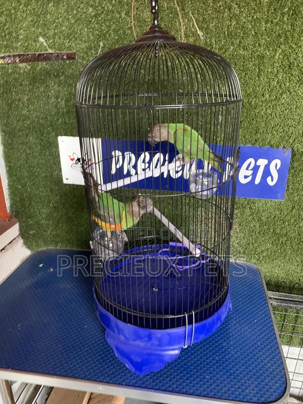 Senegal Parrot Cage Tag 00001 · Photo 5