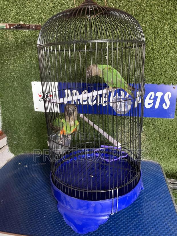 Senegal Parrot Cage Tag 00001 · Photo 4