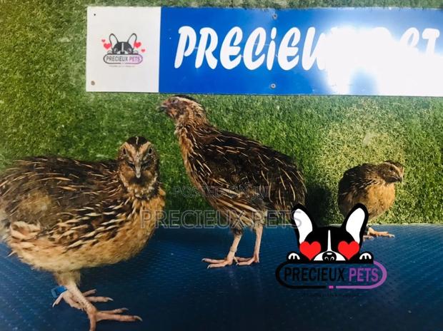 Adult Male Quail Birds · Photo 2