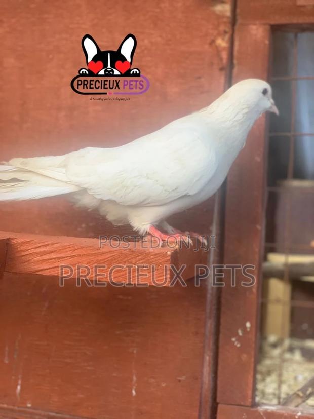 1 Pair Tamed White Pigeons · Photo 3