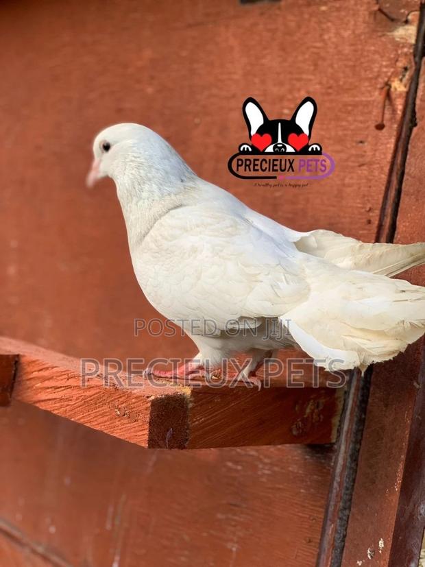 1 Pair Tamed White Pigeons · Photo 1