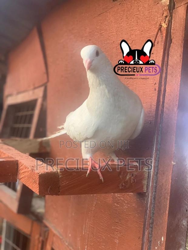 1 Pair Tamed White Pigeons · Photo 2
