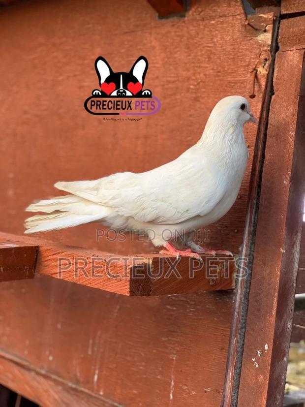 1 Pair Tamed White Pigeons · Photo 4