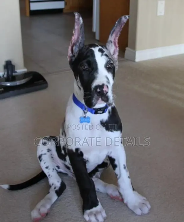 1-3 months Male Purebred Great Dane · Photo 1