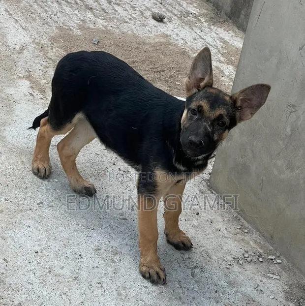 1-3 months Female Purebred German Shepherd · Photo 1