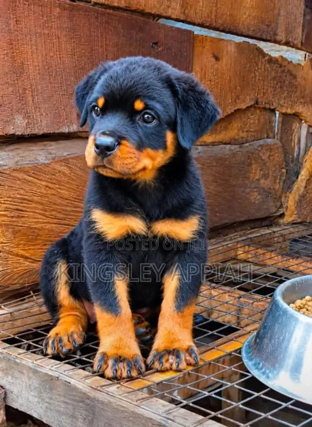 1-3 months Female Purebred Rottweiler · Photo 1