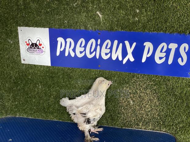 6 Weeks Plus Brahmas Chickens · Photo 2