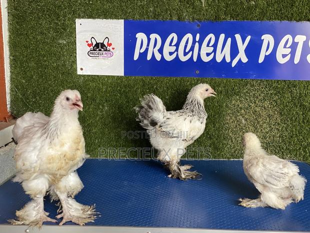 6 Weeks Plus Brahmas Chickens · Photo 4