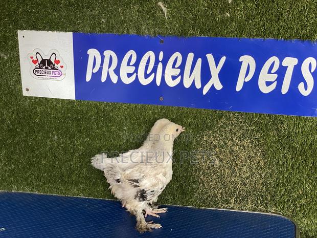 6 Weeks Plus Brahmas Chickens · Photo 1