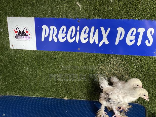 6 Weeks Plus Brahmas Chickens · Photo 3