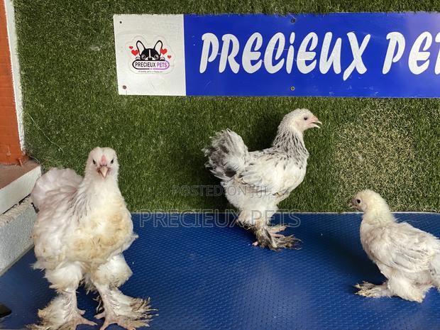 10 Weeks Plus Brahmas Chickens · Photo 1