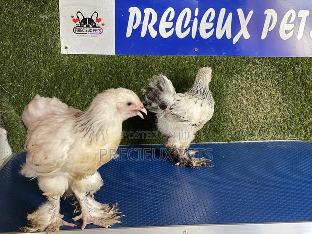 10 Weeks Plus Brahmas Chickens · Photo 2