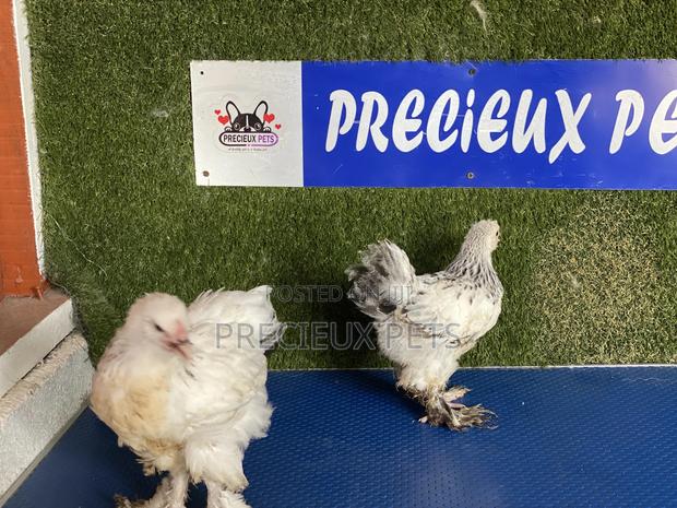 10 Weeks Plus Brahmas Chickens · Photo 3