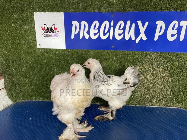 10 Weeks Plus Brahmas Chickens · Photo 4