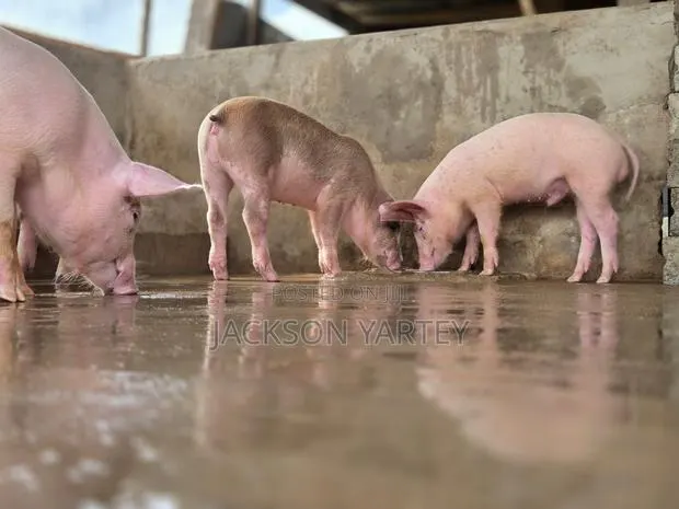 Piggery (Pigs) · Photo 1