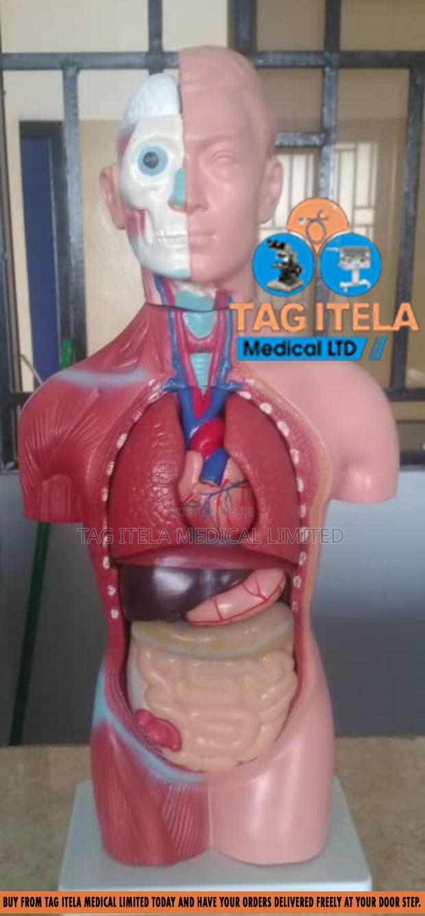 Anatomy Torso (Male) · Photo 1