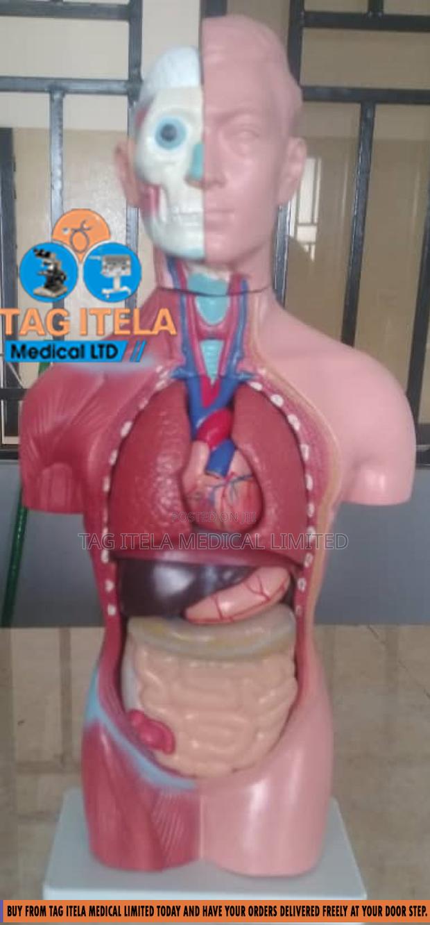 Anatomy Torso (Male) · Photo 2