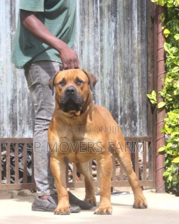 1-3 months Male Purebred Boerboel · Photo 1