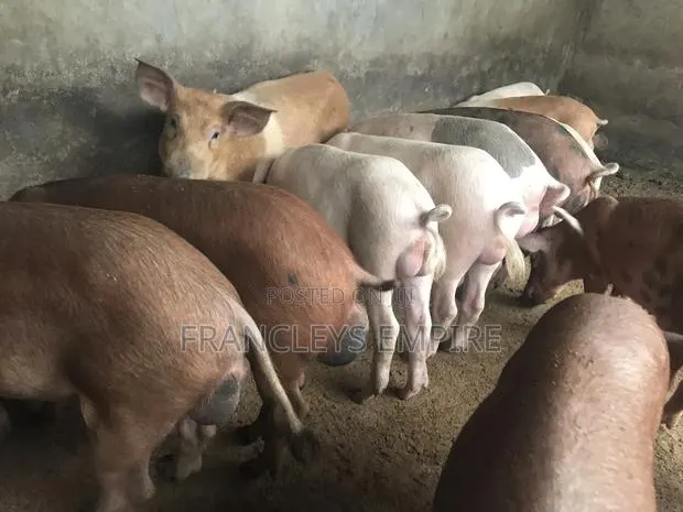 34cedis Per Life Weight.Fatless Pigs for Killing. Dressing Fee. · Photo 1