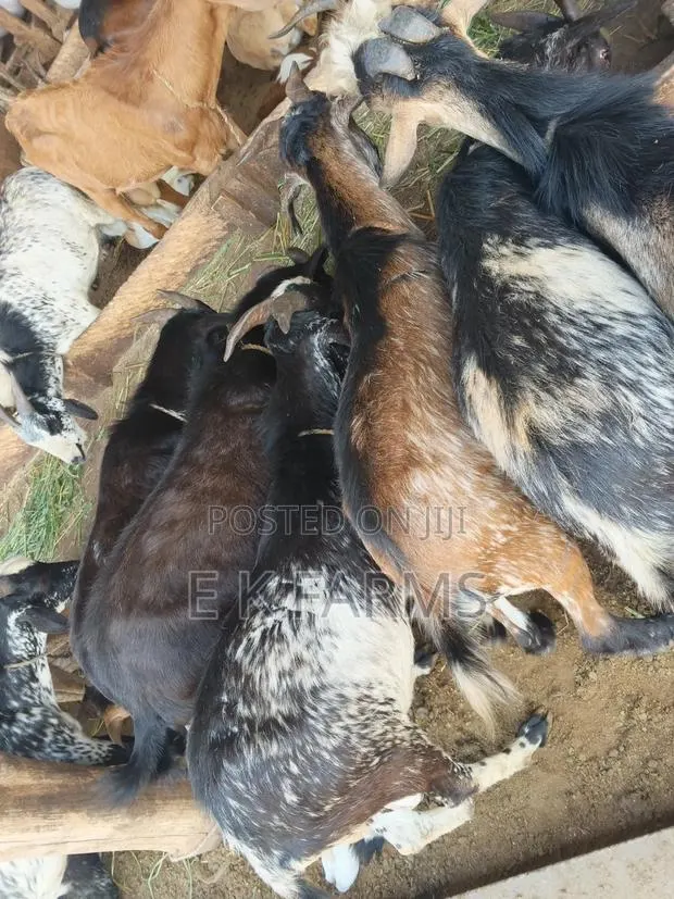 Local Breed Goat Available in Stock · Photo 4