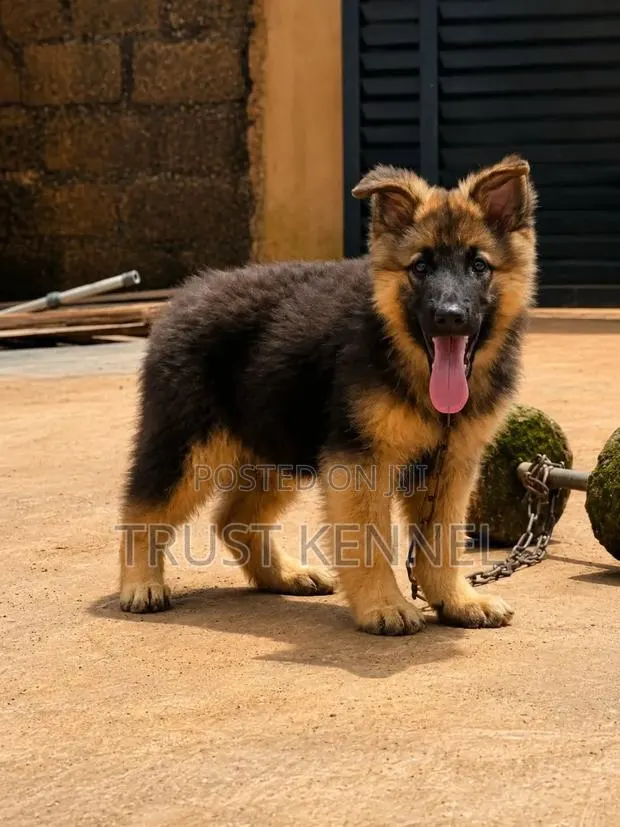 1-3 months Male Purebred German Shepherd · Photo 1