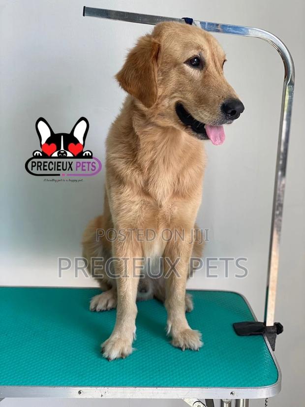 Basic Grooming (Golden Retriever) · Photo 1