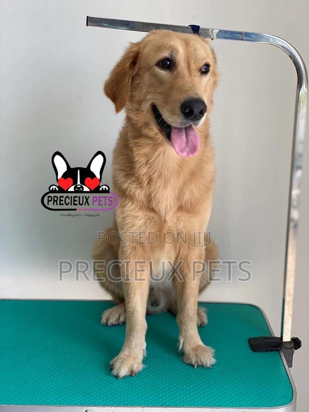 Basic Grooming (Golden Retriever) · Photo 2