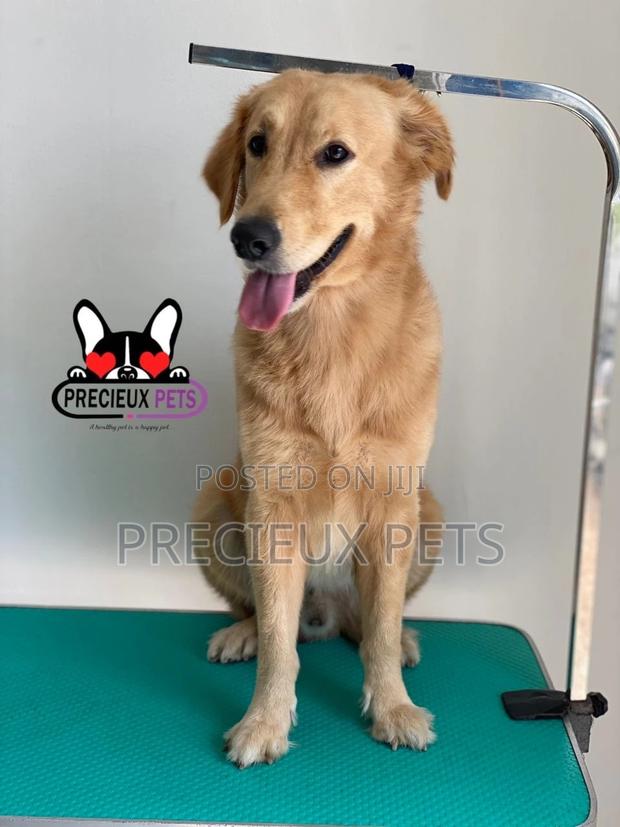 Basic Grooming (Golden Retriever) · Photo 4