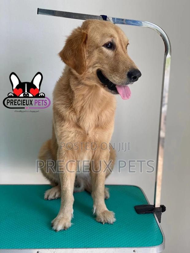 Basic Grooming (Golden Retriever) · Photo 3